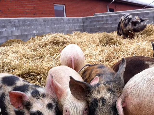 Additional funds are sought by the parliamentary committee to restore pig farming in Estonia.