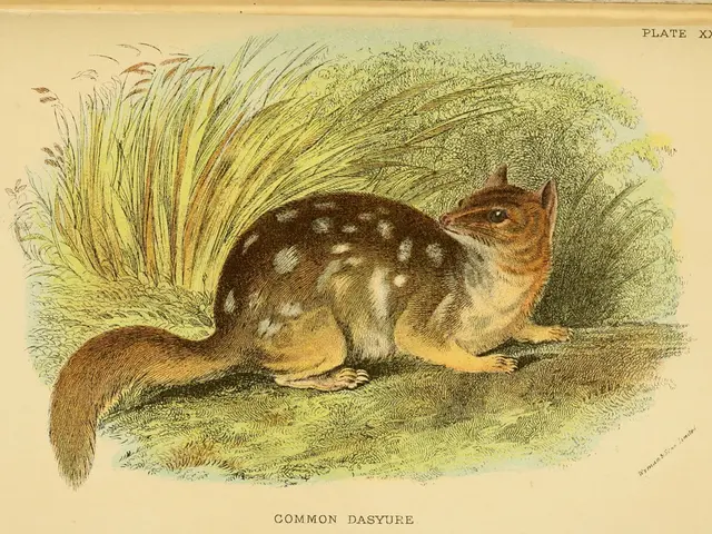 Forest of Göttingen's Squirrels Featured in the 2026 Calendar Release