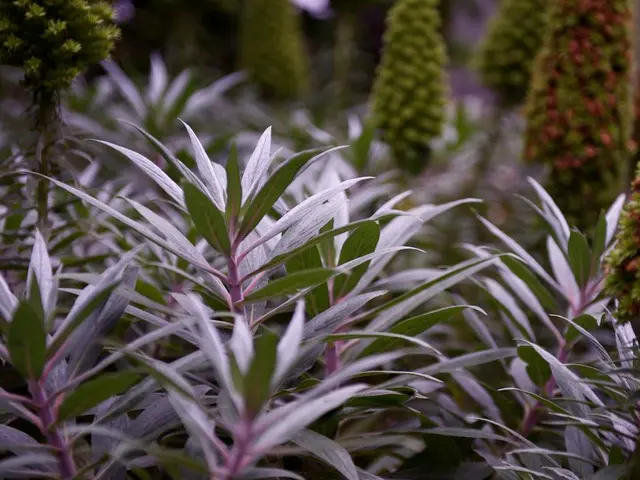 Methods for Covering Potted Plants During Winter Seasons