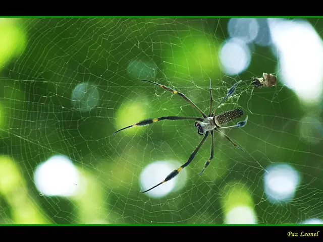 Cultivating Spider Plants: Essential Gardening Advice for Spider Plant Lovers