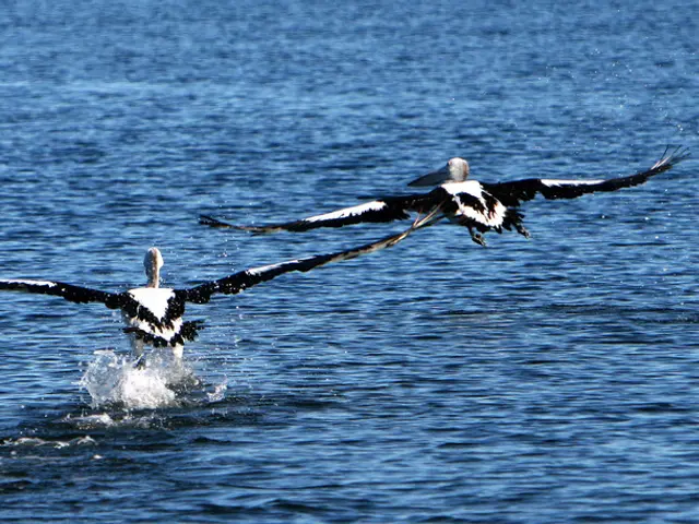 The Development of Contemporary Flying Abilities: A Journey from Dinosaurs to Birds