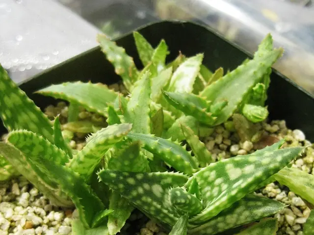 Aloe Vera's Resurgence in Cosmetics: Exploring Its Key Characteristics and Reasons for Return