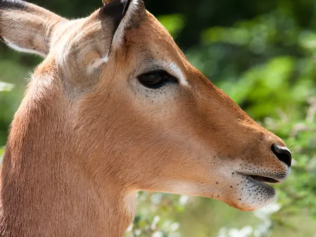 Colliding deer triggers health worries and traffic accidents in Ontario County