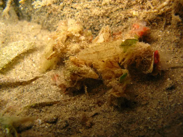 Beach shutdown in Alboraya, Valencia, due to waste discharge