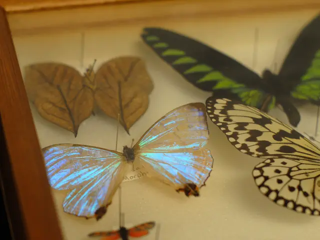 Distinct Indexing Methods: Clustered and Non-Clustered