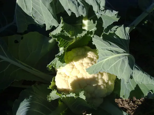 Cooking Instructions: Preparing Cauliflower Mash