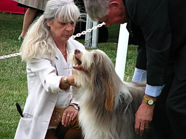 A canine companion, a hair stylist, and additional elements: a combined tale.