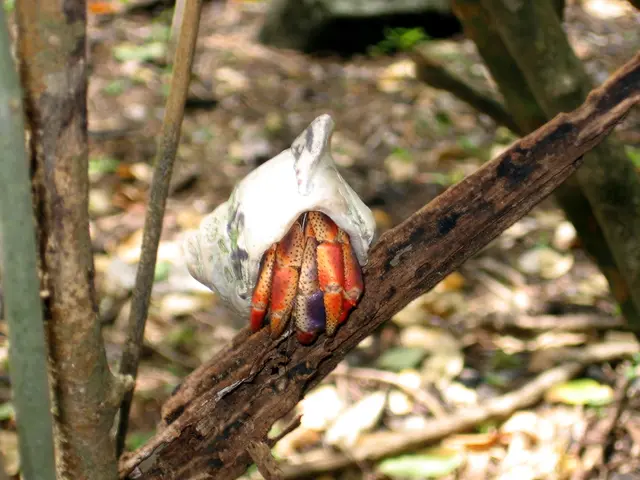 Title: Brochure Discussing Prevalent Issues Affecting Ash Trees