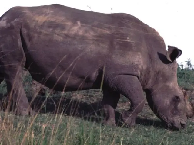 Expanding Habitats for Rhinos to Freely Graze