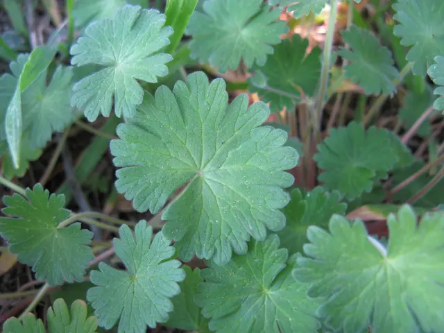 Analysis reveals the positive impact of a routine fertilizer component on plant growth