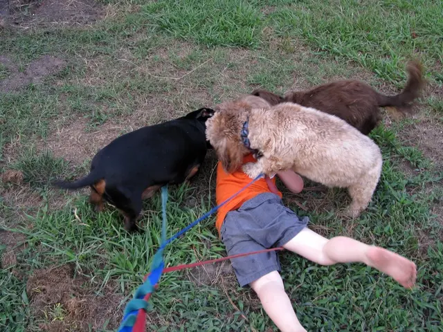 Pediatric surgeon in UKL advocates for enhanced safety measures after dog attack leaves child with...