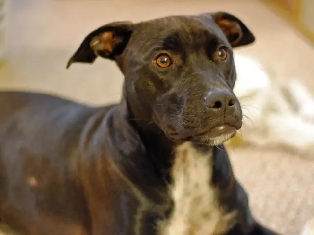 Authorities Seek Public Testimonies