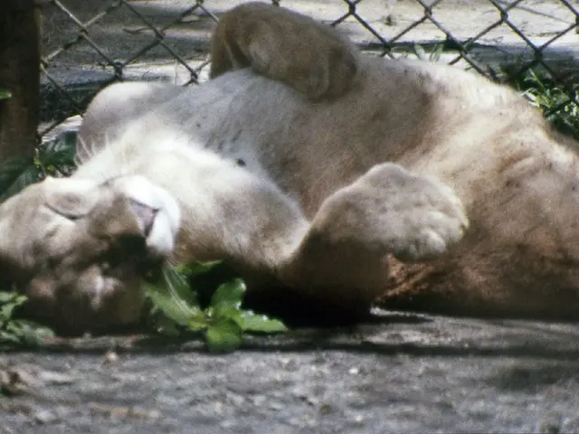 Person strolling downtown Petropavlovsk-Kamchatsky, cat perched atop his head