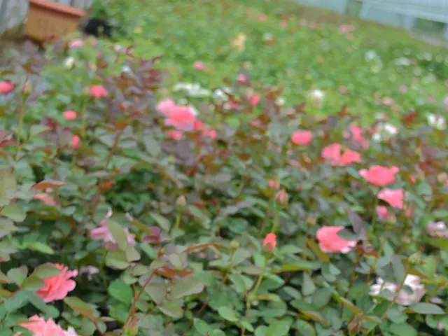 Announcing Ashleigh Aylett, the victor of RHS Chelsea Flower Show's balcony garden competition