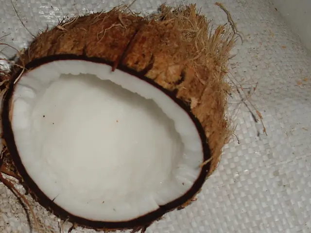 Farmers in Kilifi are instigating a transformation in coconut cultivation, breathing new life into...