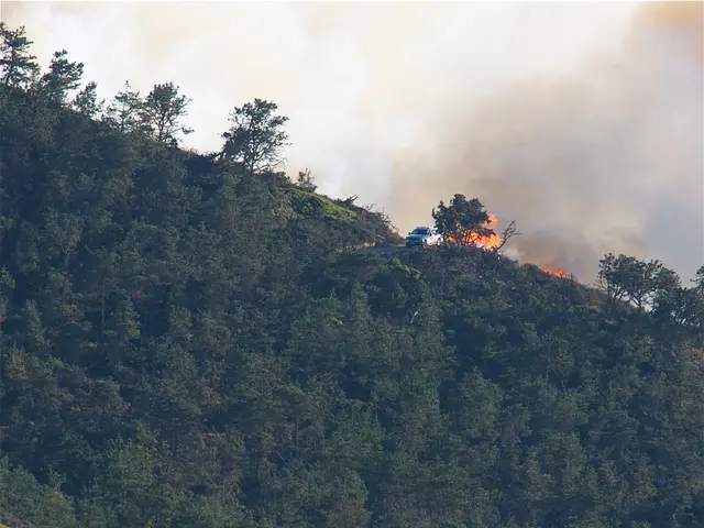 Mysterious origin of forest infernos revealed