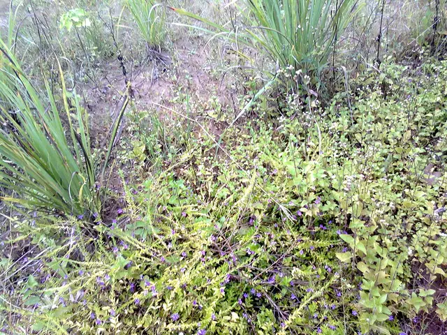 Extraterrestrial Planet - Meaning and Comprehensive Overview - Celestial Bodies Lexicon