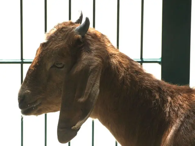 In the picture we can see a goat which is brown in color with ears, horns, and behind the goat we...