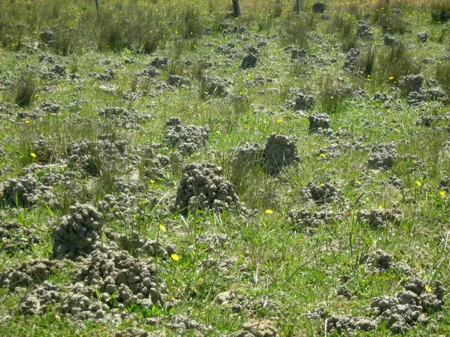 This picture is clicked outside. In the center we can see the green grass, flowers and many other...