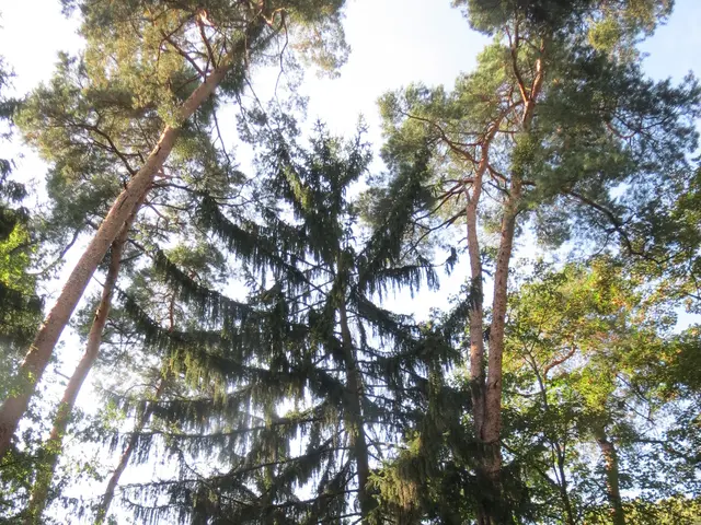 The image shows a forest filled with tall Sitka spruce trees, their lush green leaves contrasting...