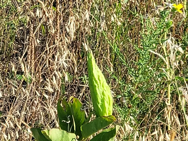 The image shows a plant with green leaves in the middle of a field, surrounded by dry grass. The...