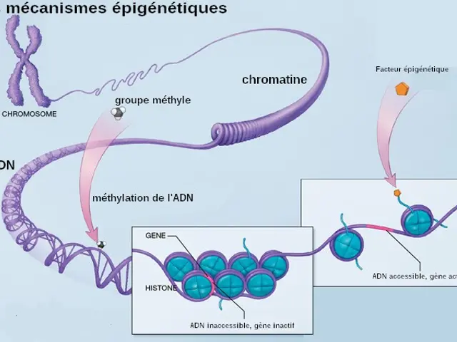 The image shows a diagram of the mechanisms of epigenetiques, with text accompanying it. The...