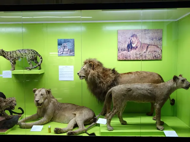 The image shows a display case filled with a variety of stuffed animals, including a lion, leopard,...
