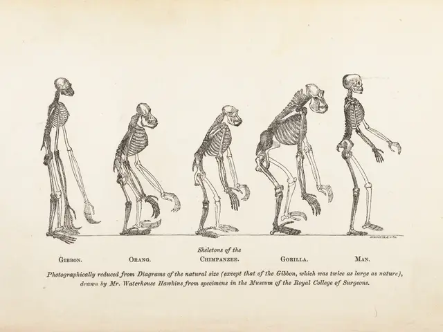 The image shows an old book with a drawing of a human skeleton on it. The skeleton is depicted in...