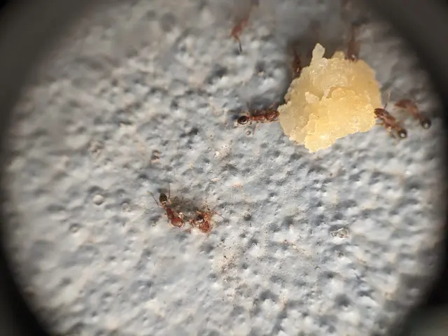 The image shows a group of ants crawling on a piece of food, which appears to be a termite. The...
