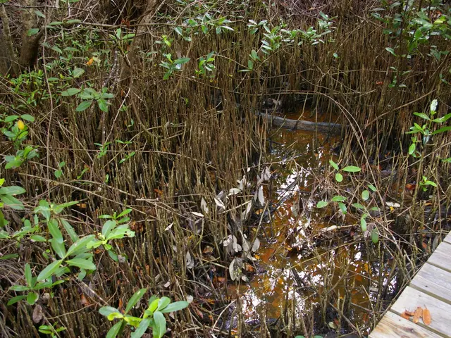The image shows a wooden boardwalk winding through a mangrove forest, with the water lapping...