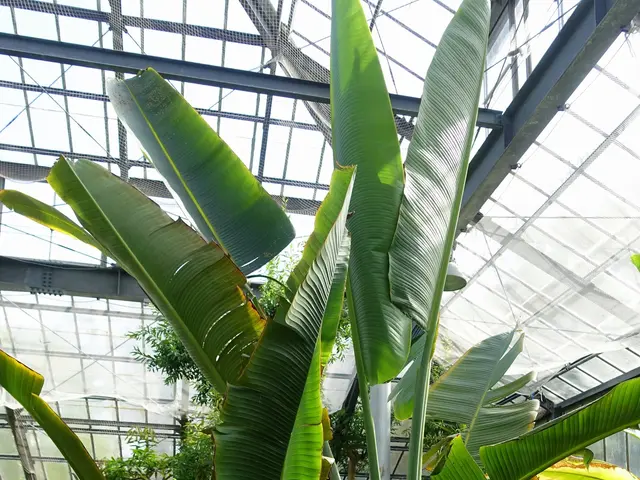 The image shows a large banana tree in the middle of a greenhouse surrounded by lush green plants,...