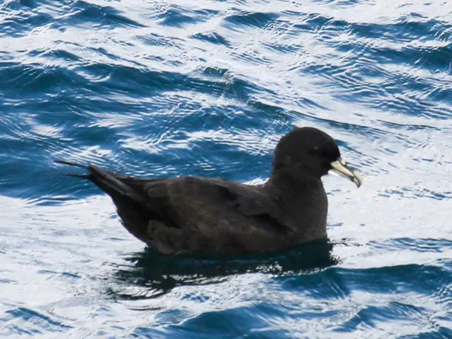 The image shows a black petrel swimming in the ocean on a sunny day, its feathers glistening in the...