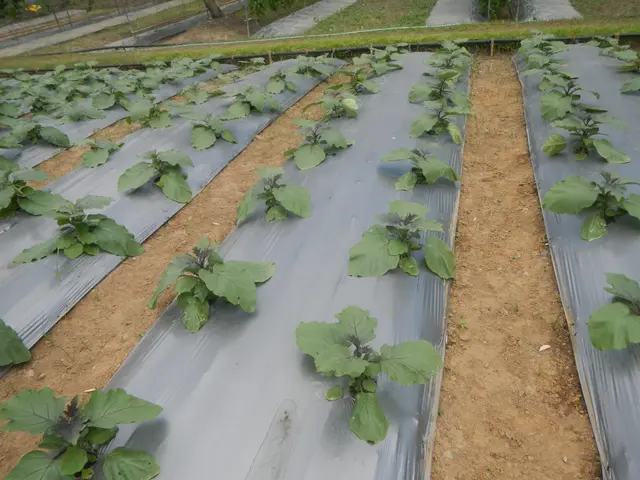 The image shows a greenhouse filled with lots of green plants growing in it, surrounded by a fence...