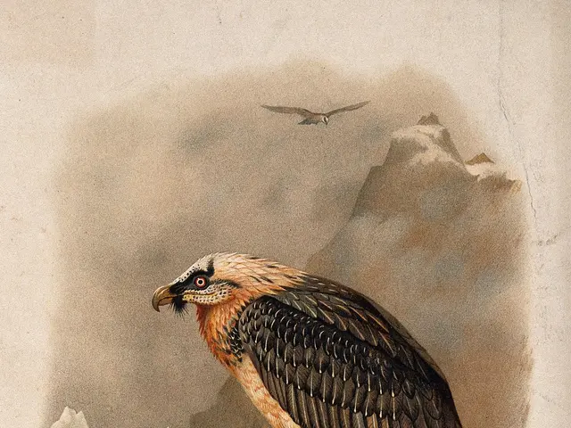 The image shows a bearded vulture perched atop a rock, with another bird in the background and...