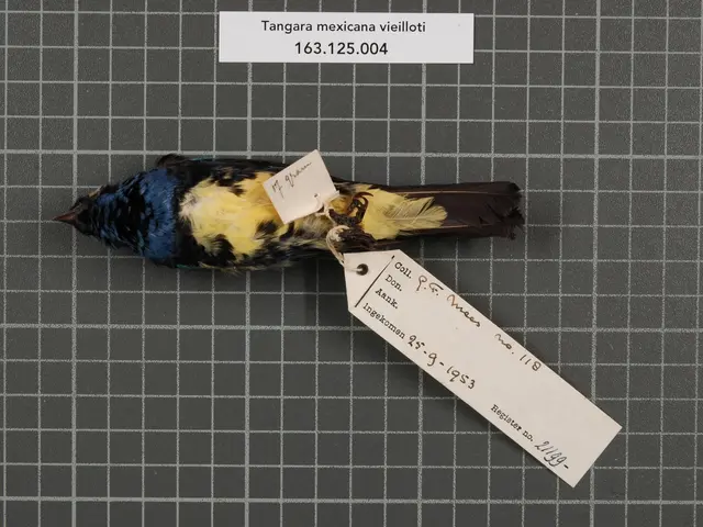 The image shows a small bird with a tag attached to it, which is identified as a tangara mexicana...