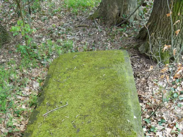 The image shows a stone bench covered in moss in the woods, surrounded by trees, plants, and dried...