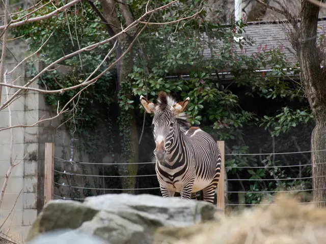 The image shows a zebra standing on top of a rock next to a fence, surrounded by trees, plants, and...
