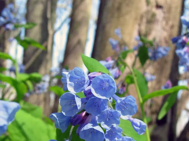 The image shows a close up of Virginia bluebells in the woods, with their vibrant blue petals and...