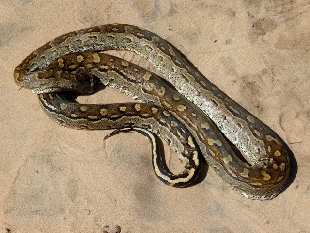 The image shows a reticulated python coiled up on the ground, its scales glistening in the light....