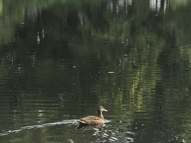 The image shows three ducks swimming in a pond surrounded by lush greenery. The water is still and...