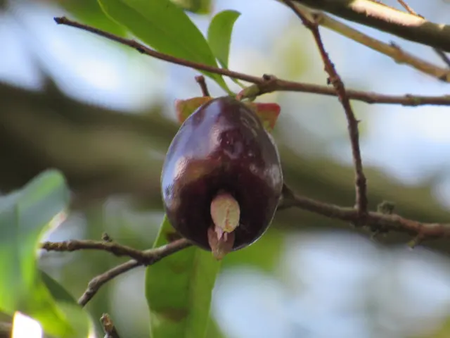 The image shows a close up of a mangosteen fruit on a tree branch with a blurred background. The...
