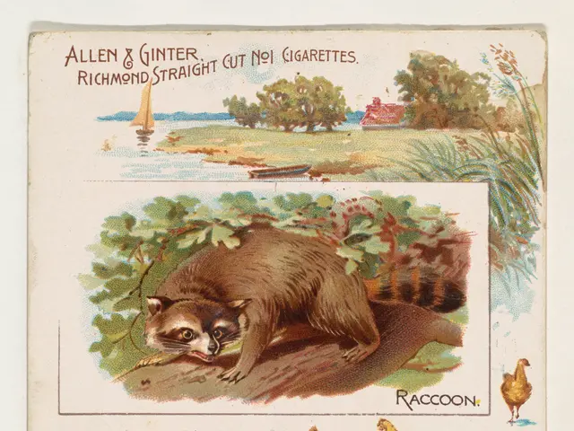 The image shows an old cigarette card with a raccoon and chickens on it. The raccoon is in the...
