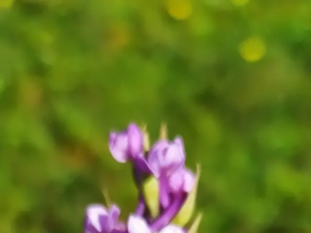 The image shows a close up of a fragrant orchid in the middle of a field, with its delicate petals...