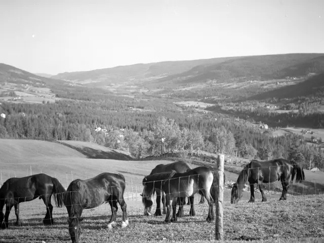 The image shows a herd of horses grazing on top of a lush green field, surrounded by a fence with...