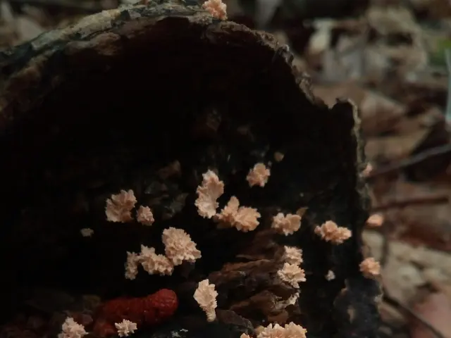 The image shows a tree stump in the woods with a group of coral fungi growing on it, surrounded by...