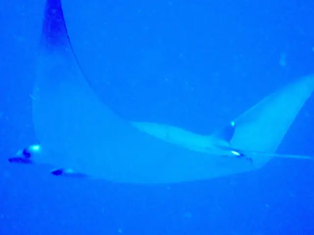 The image shows a majestic manta ray swimming gracefully through the crystal clear blue waters of...
