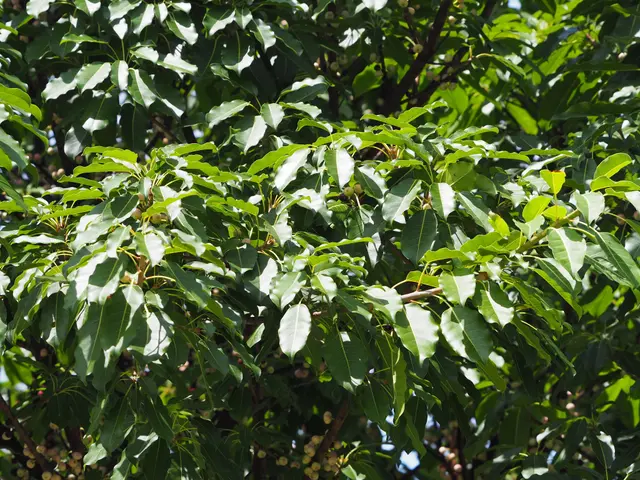 The image shows a close up of a tree with green leaves and some of the fruits on it, which appear...