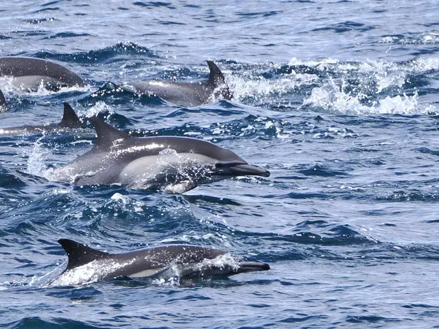 The image shows a group of dolphins swimming in the ocean, with the sun glistening off the water's...