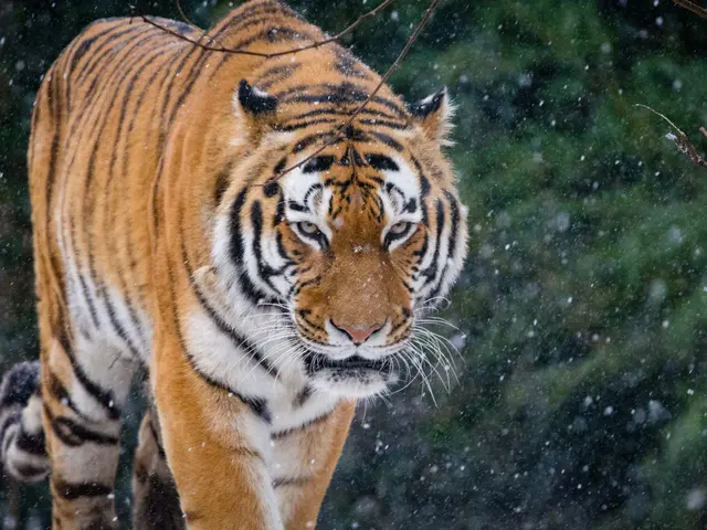 The image shows a tiger walking through the snow in the woods, surrounded by trees in the...