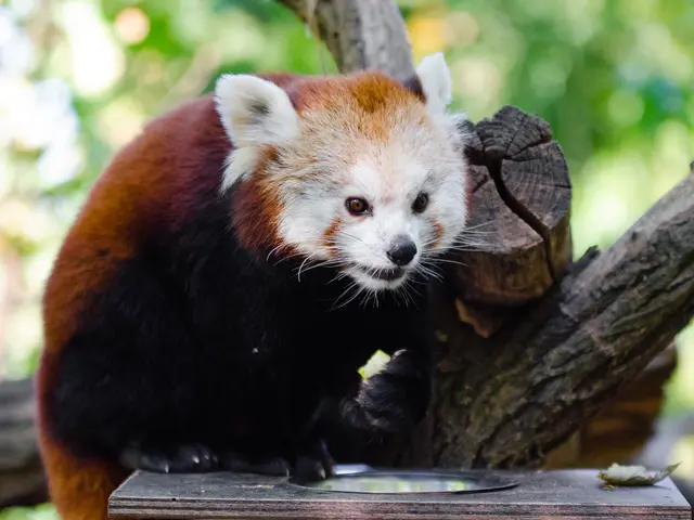 The image shows a red panda sitting atop a wooden table, eating from a bowl. The panda has a...